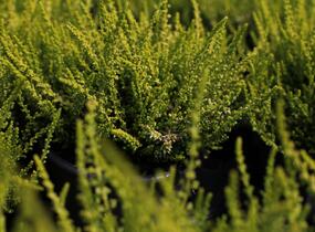 Vřes obecný 'Golden Angie' (Garden girls®) - Calluna vulgaris 'Golden Angie' (Garden girls®)