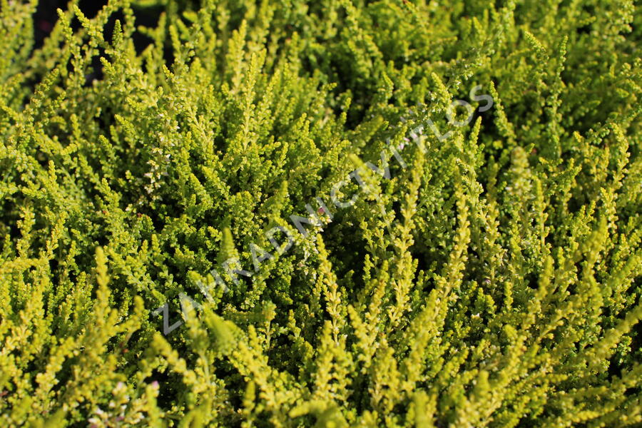 Vřes obecný 'Golden Angie' (Garden girls®) - Calluna vulgaris 'Golden Angie' (Garden girls®)