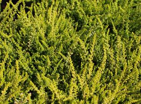 Vřes obecný 'Golden Angie' (Garden girls®) - Calluna vulgaris 'Golden Angie' (Garden girls®)