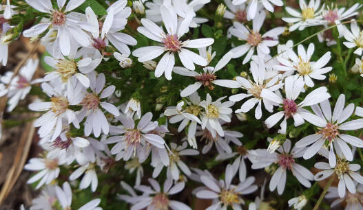 Hvězdnice rozkladitá - Aster divaricatus