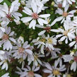 Hvězdnice rozkladitá - Aster divaricatus