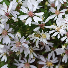 Hvězdnice rozkladitá - Aster divaricatus