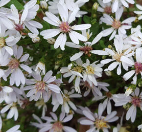 Hvězdnice rozkladitá - Aster divaricatus