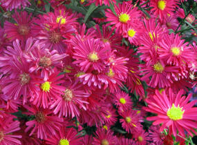 Hvězdnice novobelgická 'W.Churchill' - Aster novi-belgii 'W.Churchill'