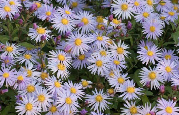 Hvězdnice křovitá 'Eleven Purple' - Aster ageratoides 'Eleven Purple'