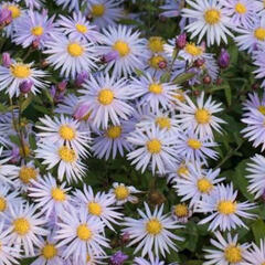 Hvězdnice 'Eleven Purple' - Aster ageratoides 'Eleven Purple'