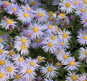 Hvězdnice 'Eleven Purple' - Aster ageratoides 'Eleven Purple'