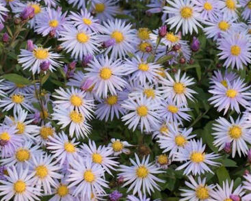 Hvězdnice křovitá 'Eleven Purple'