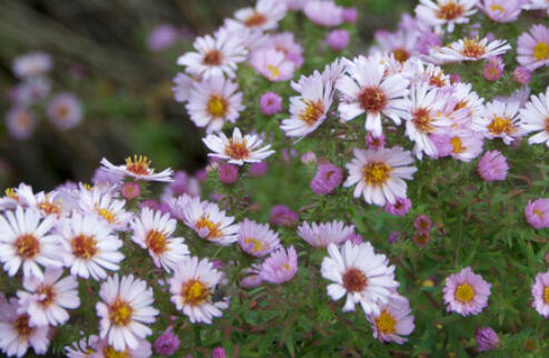 Hvězdnice novoanglická 'Kylie' - Aster novae-angliae 'Kylie'