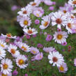 Hvězdnice novoanglická 'Kylie' - Aster novae-angliae 'Kylie'