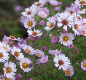 Hvězdnice novoanglická 'Kylie' - Aster novae-angliae 'Kylie'