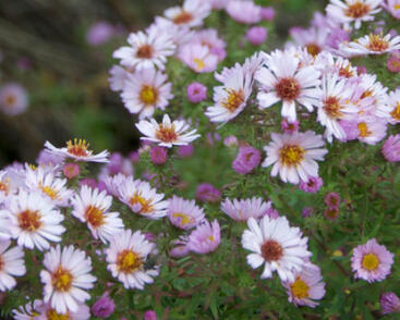 Hvězdnice novoanglická 'Kylie'