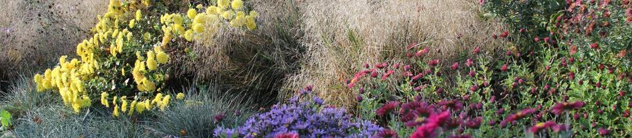 Podzimní kombinace hvězdnice