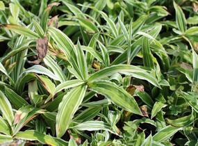 Ostřice 'Treasure Island' - Carex ciliatomarginata 'Treasure Island'