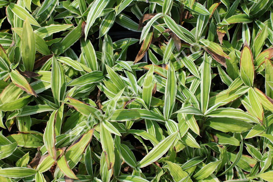 Ostřice 'Treasure Island' - Carex ciliatomarginata 'Treasure Island'