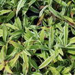 Ostřice 'Treasure Island' - Carex ciliatomarginata 'Treasure Island'