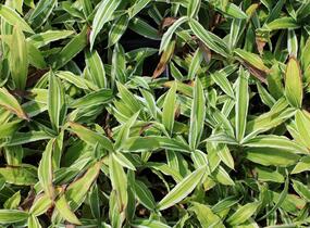 Ostřice 'Treasure Island' - Carex ciliatomarginata 'Treasure Island'