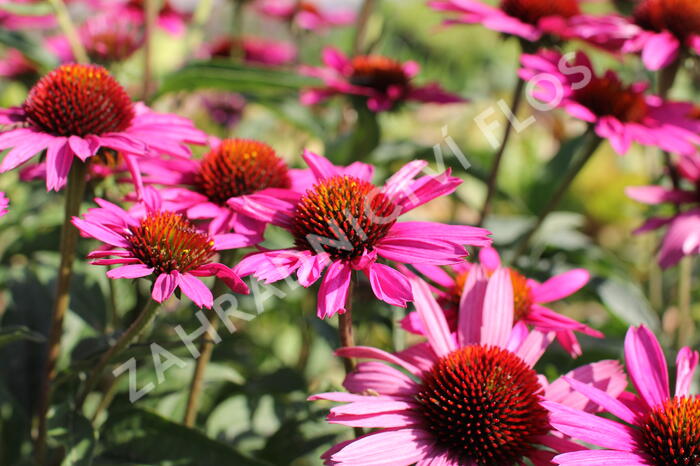 Třapatkovka nachová 'Papallo Classic Rose' - Echinacea purpurea 'Papallo Classic Rose'