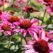 Třapatkovka nachová 'Papallo Classic Rose' - Echinacea purpurea 'Papallo Classic Rose'