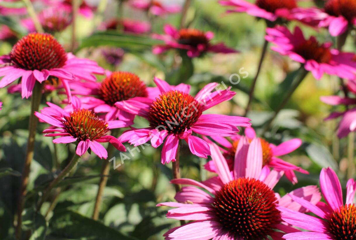 Třapatkovka nachová 'Papallo Classic Rose' - Echinacea purpurea 'Papallo Classic Rose'
