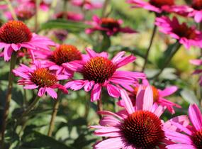 Třapatkovka nachová 'Papallo Classic Rose' - Echinacea purpurea 'Papallo Classic Rose'