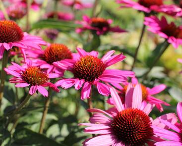 Třapatkovka nachová 'Papallo Classic Rose'