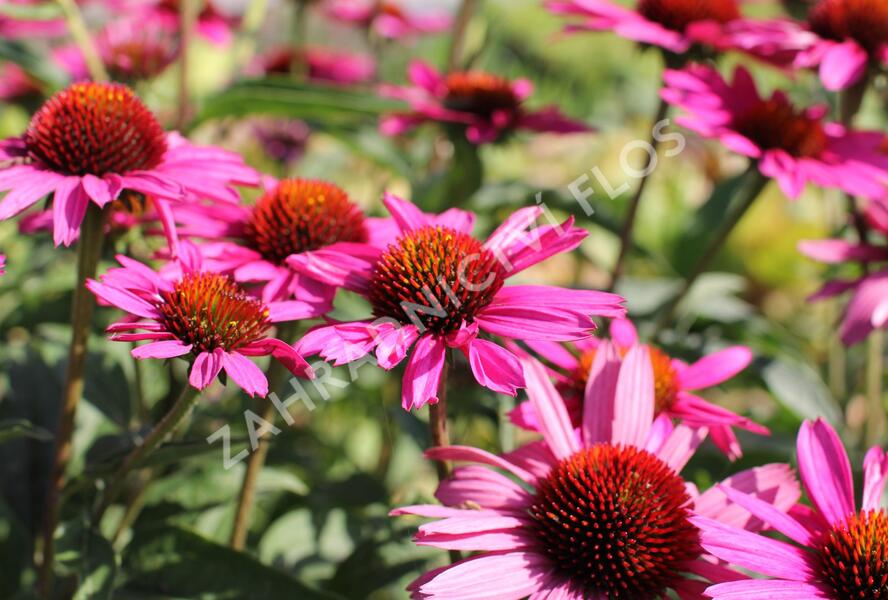 Třapatkovka nachová 'Papallo Classic Rose' - Echinacea purpurea 'Papallo Classic Rose'