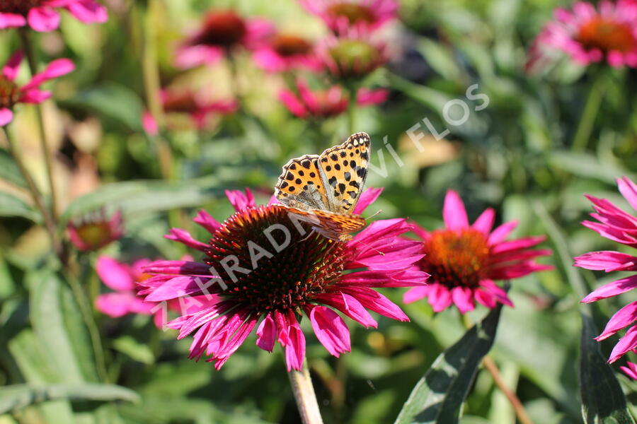 Třapatkovka nachová 'Papallo Classic Rose' - Echinacea purpurea 'Papallo Classic Rose'