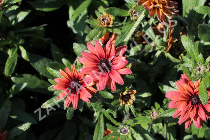 Třapatka 'Summerdaisy's Double Red' - Rudbeckia hybrida 'Summerdaisy's Double Red'