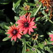 Třapatka 'Summerdaisy's Double Red' - Rudbeckia hybrida 'Summerdaisy's Double Red'