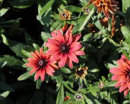 Třapatka 'Summerdaisy's Double Red'