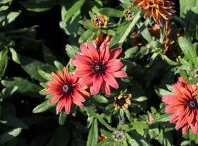 Třapatka 'Summerdaisy's Double Red' - Rudbeckia hybrida 'Summerdaisy's Double Red'