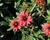 Třapatka 'Summerdaisy's Double Red'