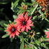 trapatka-summerdaisy-s-double-red.jpg