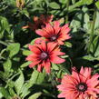 Třapatka 'Summerdaisy's Double Red' - Rudbeckia hybrida 'Summerdaisy's Double Red'