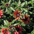 Třapatka 'Summerdaisy's Double Red' - Rudbeckia hybrida 'Summerdaisy's Double Red'