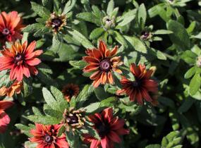 Třapatka 'Summerdaisy's Double Red' - Rudbeckia hybrida 'Summerdaisy's Double Red'