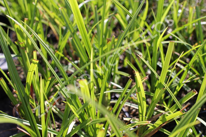 Ostřice Grayova 'Saladin' - Carex grayi 'Saladin'