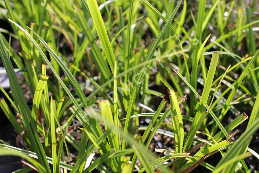 Ostřice Grayova 'Saladin' - Carex grayi 'Saladin'