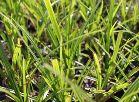 Ostřice Grayova 'Saladin' - Carex grayi 'Saladin'