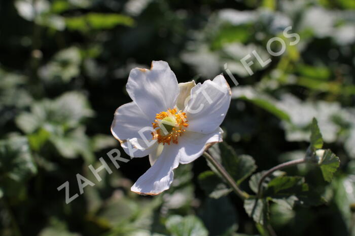 Sasanka hupejská 'Andrea Atkinson' - Anemone hupehensis 'Andrea Atkinson'