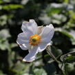 Sasanka hupejská 'Andrea Atkinson' - Anemone hupehensis 'Andrea Atkinson'