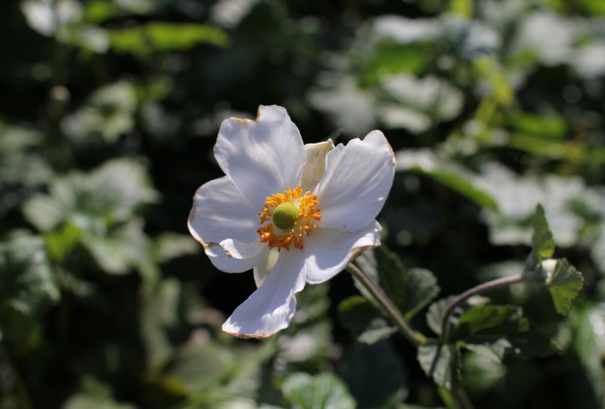 Sasanka hupejská 'Andrea Atkinson' - Anemone hupehensis 'Andrea Atkinson'