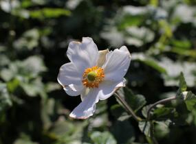 Sasanka hupejská 'Andrea Atkinson' - Anemone hupehensis 'Andrea Atkinson'