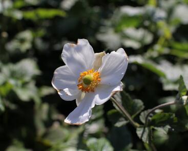 Sasanka hupejská 'Andrea Atkinson'