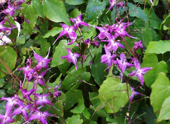 Škornice velkokvětá 'Lilafee' - Epimedium grandiflorum 'Lilafee'