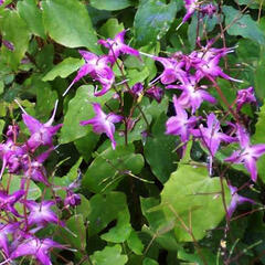 Škornice velkokvětá 'Lilafee' - Epimedium grandiflorum 'Lilafee'