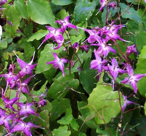 Škornice velkokvětá 'Lilafee' - Epimedium grandiflorum 'Lilafee'