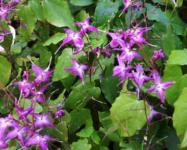 Škornice velkokvětá 'Lilafee'