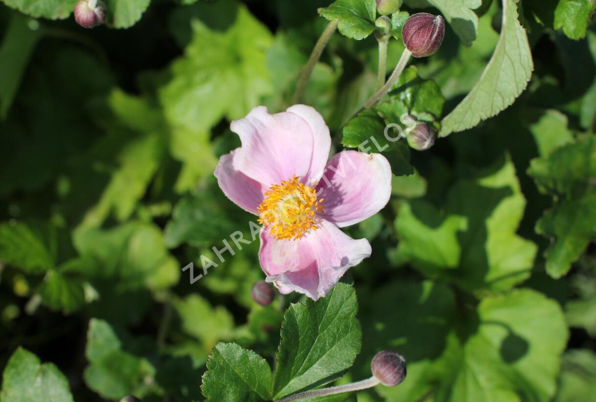 Sasanka hupejská 'Richard Ahrens' - Anemone hupehensis 'Richard Ahrens'